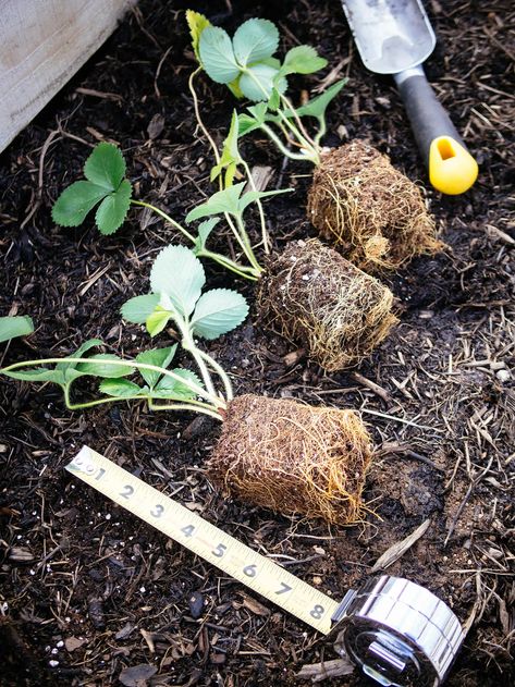 So you've got your transplants or bareroot plants ready to go in the ground, and you're wondering how far apart to plant strawberries for the biggest, juiciest berries. The answer will depend on the type of strawberry you're growing (day-neutral, everbearing, or Junebearing) and what you hope to When To Plant Strawberries, Berries Garden, Plant Strawberries, Strawberry Runners, Types Of Strawberries, Everbearing Strawberries, Garden Design Ideas On A Budget, Strawberry Beds, Ti Plant