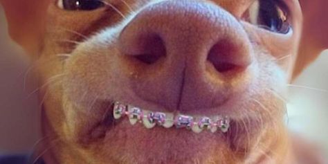 Don't Shy Away from Smiling – Explore Dental Braces Cat With Braces, Baby Pink Braces, Animals With Braces, Braces Pink, Colored Braces, Tuna Dog, Pink Braces, Mom Haircut, Dog Crossbreeds