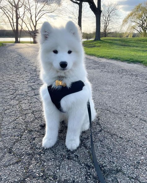 “Okay, I sit. Can we walk now, hooman?” White Samoyed Puppies, Saymond Dogs, Samoyed Aesthetic, Siberian Samoyed, Puppies Samoyed, Big White Dog, White Husky Puppy, White Samoyed, Cute White Dog