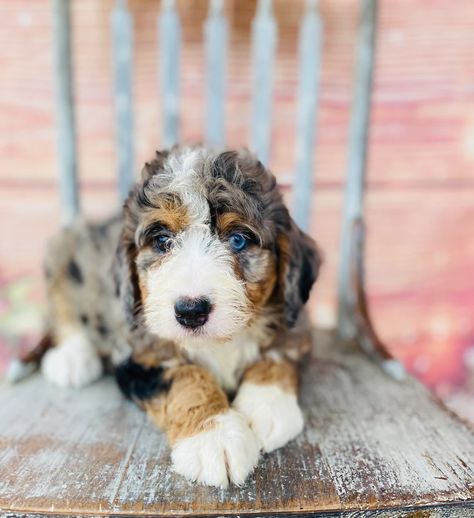 Merle Bernedoodle | Bernedoodles Merle Bernedoodle, Blue Merle Aussiedoodle, Standard Bernedoodle, Mini Bernedoodle, Bernedoodle Puppy, Cute Animals Puppies, Puppy Stuff, Dream Dog, Blue Merle