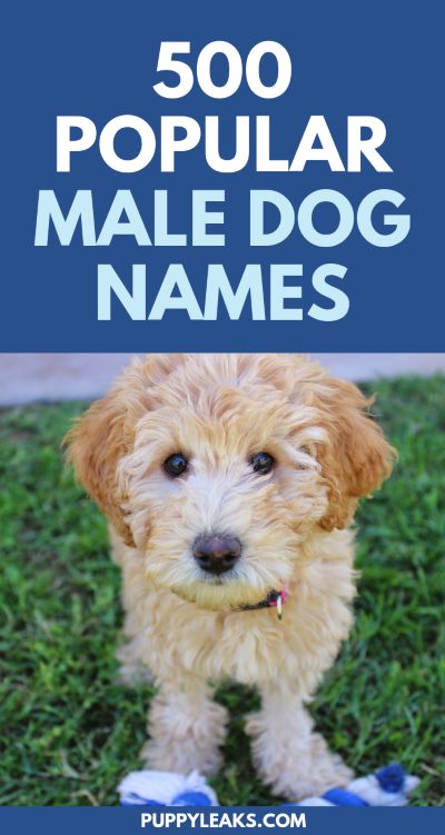 Looking for the perfect name for your new puppy? Here's 500 popular male dog names. Unique Dog Names, Dogs Names List, Male Dog Names, Labrador Puppy Training, Cute Puppy Names, Dog Names Unique, Boy Dog Names, Best Dog Names, Names Boy