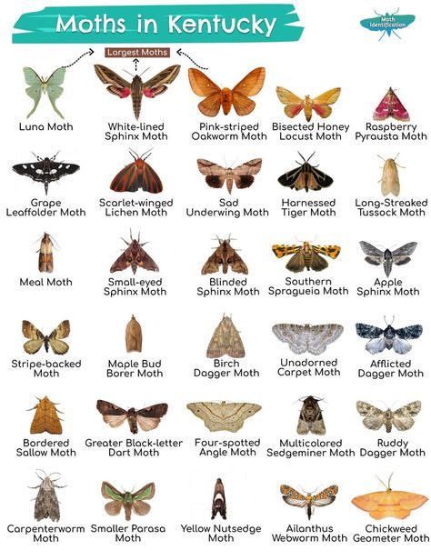 Types of Moths in Kentucky Moth Facts, Crawling Animals, Giant Moth, Types Of Moths, Brown Moth, Large Moth, Moth Species, Cute Moth, Dragon Flys