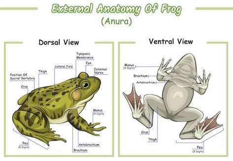 External anatomy of frog | Premium Vector #Freepik #vector #anatomy #body-anatomy #body-system #digestive-system Frog Anatomy, Biology Facts, Frog Illustration, Frog Drawing, Body Anatomy, Photo Wedding Invitations, Channel Art, Travel Brochure, Schedule Design