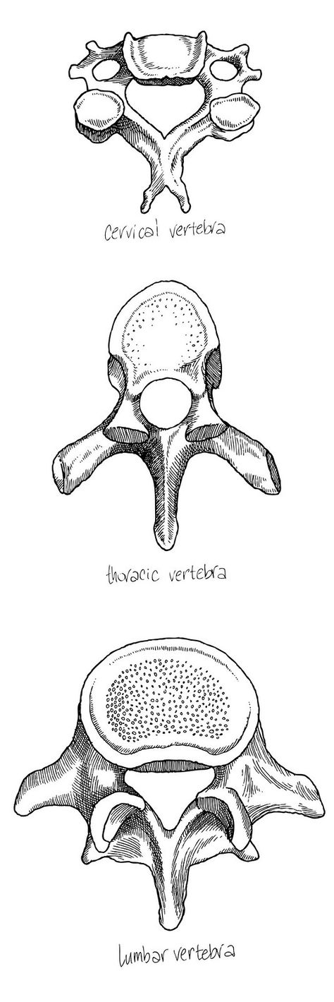 vertebrae final | Alice Roberts | Flickr Anatomy Bones, Studying Medicine, Medicine Notes, Medicine Studies, Vet Medicine, Basic Anatomy And Physiology, Nurse Study Notes, Medical Student Study, Human Body Anatomy