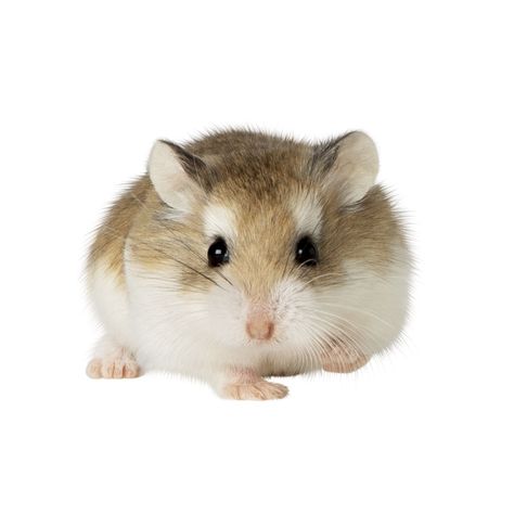 Teddy Bear Hamster, Pet Smart Store, Robo Hamster, Bear Hamster, Wild Bird Food, Gerbil, Pets For Sale, Silly Animals, Small Pet