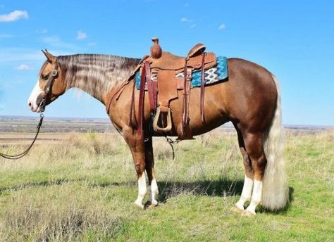 Chocolate Palomino Mare - Reiner & Family Horse - For more information click on the image or got to ad #107885 on www.RanchWorldAds.com Palomino Quarter Horse, Chocolate Palomino, Quarter Horses For Sale, Bald Face, Ranch Horses, Reining Horses, Palomino Horse, Rodeo Horses, Beautiful Chocolate