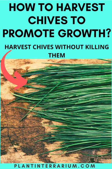 Harvesting Chives, How To Harvest Chives, Drying Fresh Herbs, Chives Plant, Harvesting Herbs, Herb Garden In Kitchen, Container Gardening Vegetables, Veg Garden, Vegetable Garden Design