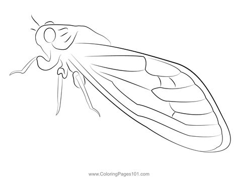 Cicada Final Coloring Page Cicada Drawing, Dot Journals, Bead Stitching, Printable Coloring Pages, Printable Coloring, Coloring Pages For Kids, Coloring Page, Free Printable, Bugs