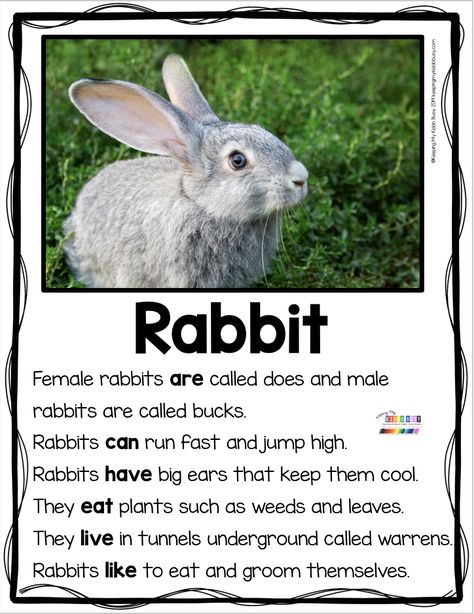 FREE animal reports kindergarten first grade informational writing reading how to take notes craftivity animal bulletin boards nonfiction non-fiction - all about rabbits bunnies mammals #kindergarten #writing Writing For Kindergarten, Writing Graphic Organizers, Animal Report, Fun Facts For Kids, Animals Information, Non Fiction Writing, First Grade Writing, Nonfiction Writing, Nonfiction Reading