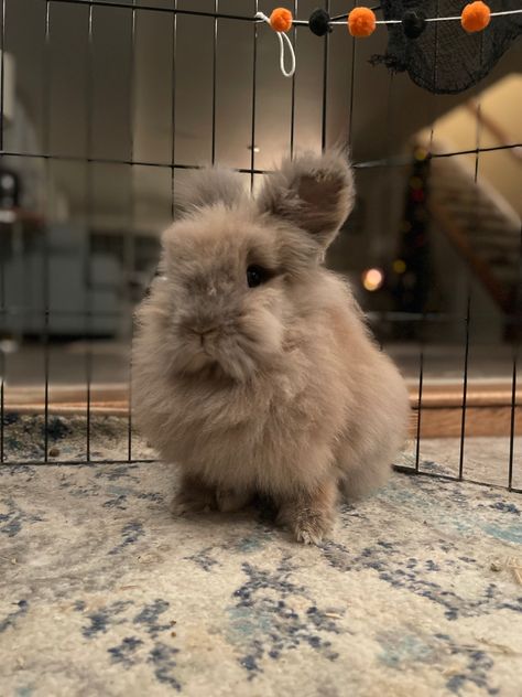 Lionhead Bunny, Sweet Buns, Animal Icon, Silly Animals, Cute Animal Pictures, Animal Pictures, Cute Animals, Animals