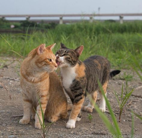 Cats Lick Each Other, Two Cats Walking Together, Two Cats Reference, Cats Laying Together, Dynamic Cat Poses, Wc Drawing, Cat Reference Photo, Two Cats Playing, Cat Friendship