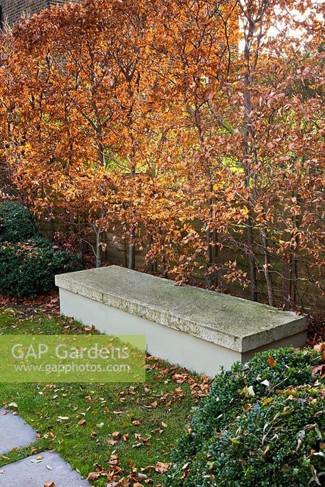 Garden in Autumn with concrete bench and cloud pruned box hedging and beech hedge Cloud Pruning, Beech Hedge, Box Hedging, Concrete Bench, Bench Covers, Plant Photography, Garden Bench, Hedges, Park Bench