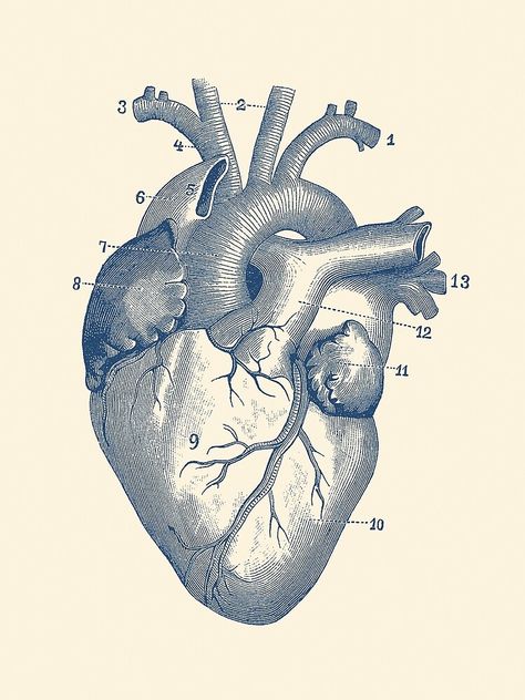 Heart With Veins, Heart Anatomy Drawing, Human Heart Diagram, Vintage Medical Art, Anatomy Prints, Tattoo Perna, Heart Diagram, Medical Drawings, Anatomy Images