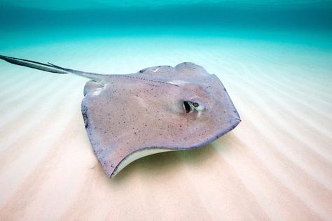 Southern Stingray, Stingray Fish, Ocean Images, Shark Swimming, Curious Creatures, Marine Environment, Ocean Creatures, Ocean Life, Stingray