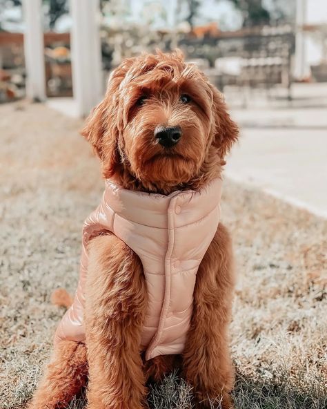 Coats - Red - Teddy Bear Golden Doodles Red Teddy Bear, Golden Doodles, Red Charm, Red Coat, Goldendoodle, Vibrant Red, Short Film, Fall In Love, Adoption