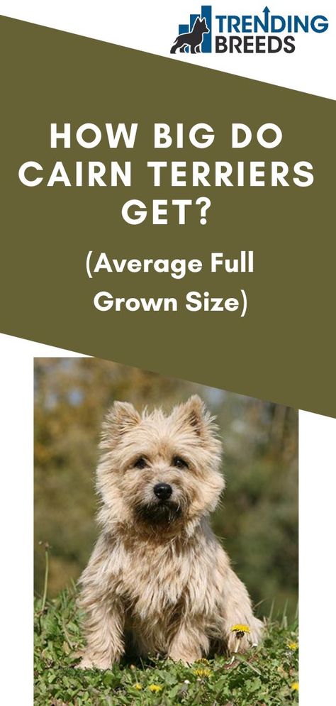 How big do Cairn Terriers get? Breed standards dictate that Cairn Terriers should be 13 – 14 pounds, reach a height of 9 ½ – 10 inches and measure 15 inches from the chest to rump. Full height is usually reached by 10 – 12 months but filling out may continue for several more months. Cairn Terrier Puppies, Cairn Terriers, Norwich Terrier, Stella Jean, Getting A Puppy, Terrier Puppies, Hair Do, Cairn Terrier, Cairns