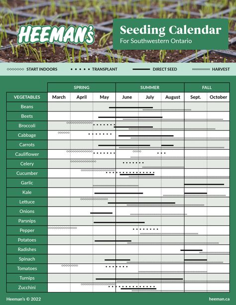 Seed Planting Calendar, Seed Starting Calendar, Seed Planting Guide, Planting Veggies, Planting Schedule, Growing Calendar, White Lodge, Garlic Kale, Planting Calendar