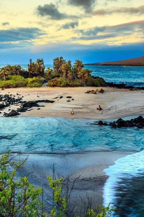 The Galapagos Islands, whose official name is the Colón Archipelago, are located in the Pacific Ocean about a thousand kilometers from the coast of South America and are part of the territory of Ecuador

Edited by AirBrush.


#Galapagos #travel #aesthetictravel #beautifulplaces #traveling #iPhoneWallpaper #wallpaper #wallpaperiphone #aestheticwallpaper #backgrounds #filter #airbrush #retouch Galopogos Islands, Galapos Islands, Galapogas Islands, Galapagos Islands Aesthetic, Galapagos Islands Photography, Islas Galapagos Ecuador, Travel Visionboard, Trips For Couples, Travel Ecuador