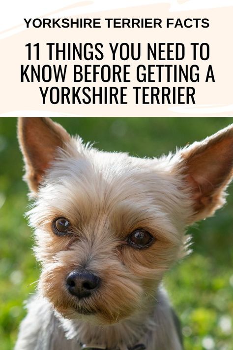 Curious, smart, and loyal pet, the Yorkie is always on the American Kennel Club top ten list of favorite dog breeds. Here are some Yorkie facts that back that claim Dog Family Pictures, Adoption Tips, Yorkshire Terrier Haircut, Yorkie Terrier, Yorkie Lovers, Yorkie Poo, Yorkshire Terriers, Yorkie Dogs, Hunting Dog