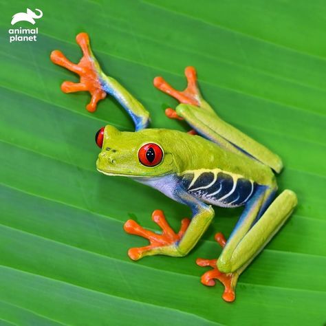 Animal Planet India en Instagram: “What a scary frog! When a red-eyed tree frog is disturbed, it flashes its bulging red eyes and reveals its huge, webbed orange feet and…” Scary Frog, Collage Animals, Rainforest Frog, Red Eyed Frog, Pet Frog, Frosch Illustration, Colourful Nature, Green Tree Frog, Petit Tattoo