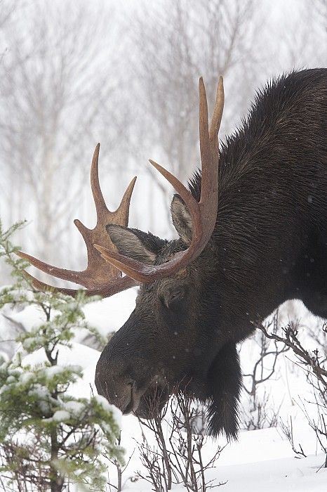 . Moose Pictures, Bull Moose, Mule Deer, Manx, Jolie Photo, Pics Art, Animal Photo, Winter Scenes, Animals Friends