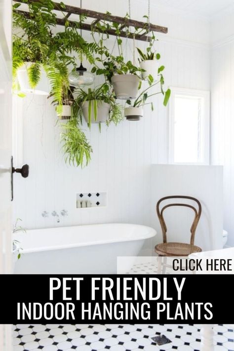 Incorporate pet-friendly indoor hanging plants into your living room interior design for a touch of natural beauty. Explore plant home decor ideas that are safe for your pets and elevate your dream house decor with these lush, green additions. Plants Safe For Dogs, Dog Safe Plants, Best Indoor Hanging Plants, Indoor Hanging Plants, Cat Friendly Plants, Hang Plants, Goldfish Plant, Plant Home Decor, Cast Iron Plant