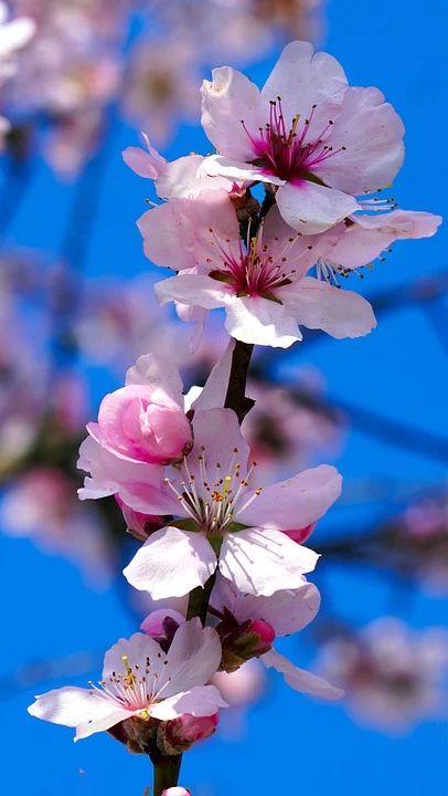 Almond Blossom Flowers Tree - Free photo on Pixabay Lilies Flowers, Almond Flower, Almond Blossoms, One Word Instagram Captions, Almond Tree, Kashmir India, Watercolor Subjects, Almond Blossom, Pink Trees