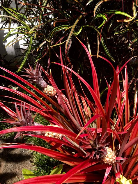 Ornamental pineapple plant in Poipu on Lawai Ornamental Pineapple Plant, Exterior Plants, Pineapple Plant, Pineapple Planting, Tropical Garden, Flower Arrangement, Flower Arrangements, Pineapple, Yard