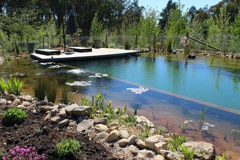 Swimming Pool Trends, Swimming Pool Pond, Natural Swimming Ponds, Swimming Pond, Natural Pond, Swimming Pool Water, Natural Swimming Pools, Natural Swimming Pool, Backyard Pool Landscaping