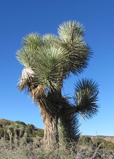 The lone Joshua-Lancaster California Lancaster California, Antelope Valley, California Dreamin', Joshua Tree, Where The Heart Is, Lancaster, Old Town, Cali, Cactus