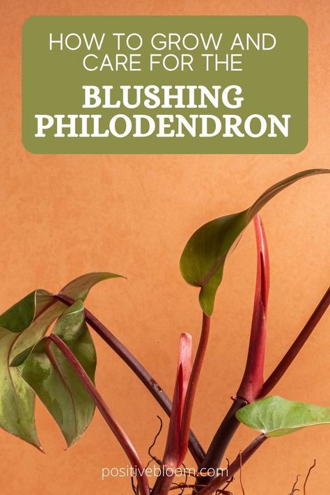 Here’s all you need to know about Blushing philodendron. Learn its care requirements, propagation methods, and some common problems with solutions. Blushing Philodendron Care, Blushing Philodendron, Propagation Methods, Philodendron Care, Philodendron Plant, Rubber Plant, Plant Growing, Indoor Plant Care, Mom Era