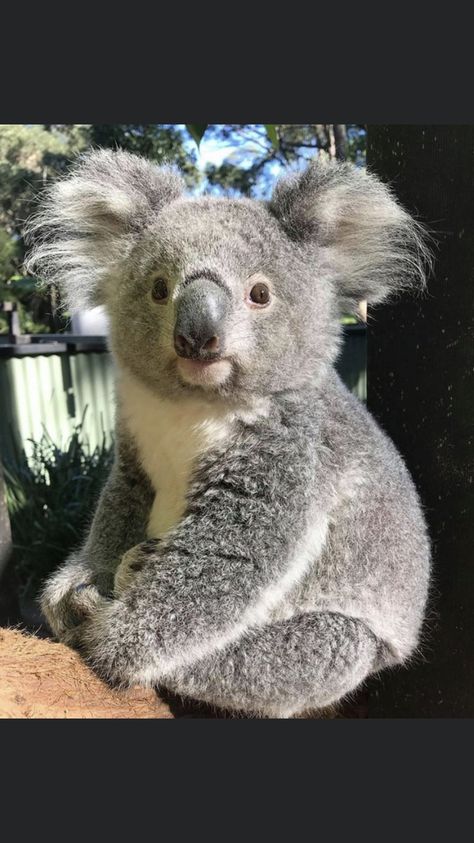 Koala Marsupial, Cute Koala Bear, The Wombats, Australia Animals, Cute Koala, Baby Koala, Birds Nature, Bear Pictures, Bear Face