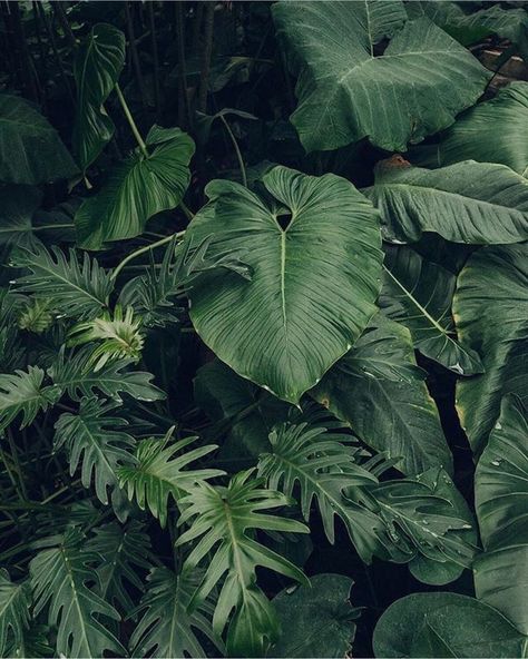 Plant Structure, Plant Study, Collage Vintage, Plant Aesthetic, Plants Vs Zombies, Foliage Plants, Cool Plants, Green Aesthetic, Tropical Leaves