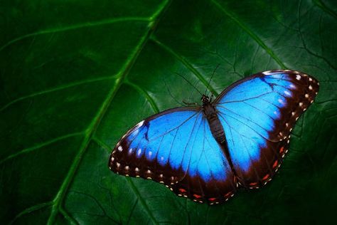 Morpho Azul, Service Projects For Kids, Plants That Attract Butterflies, Big Butterfly, Morpho Butterfly, Curious Kids, Blue Morpho, Butterfly Images, Attract Butterflies