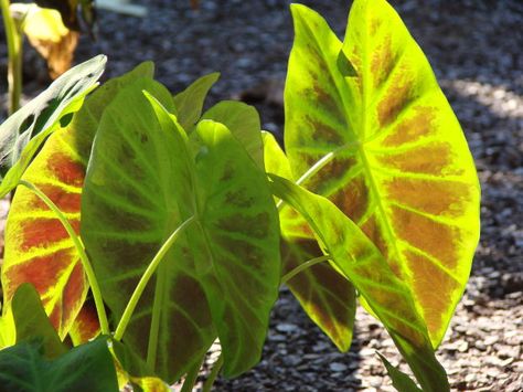 How to Winterize Elephant Ear Bulbs | Garden Guides Black Elephant Ears, Elephant Ear Plants, Elephant Ear Bulbs, Colocasia Esculenta, Yard Diy, Hummingbird Plants, Elephant Ear Plant, Exquisite Gardens, Gardening 101