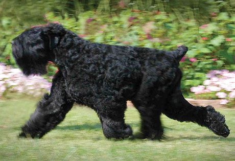 Black Russian Terriera well-bred and socialized Black Russian Terrier is loving toward his family yet reserved around strangers. Highly intelligent, he learns easily and remembers information (good or bad) for a long time. They require regular brushing and daily exercise. Russian Dog Breeds, Russian Dogs, Dog Car Travel, Russian Terrier, Black Russian Terrier, Dog Commands, Akc Breeds, Black Russian, Giant Schnauzer