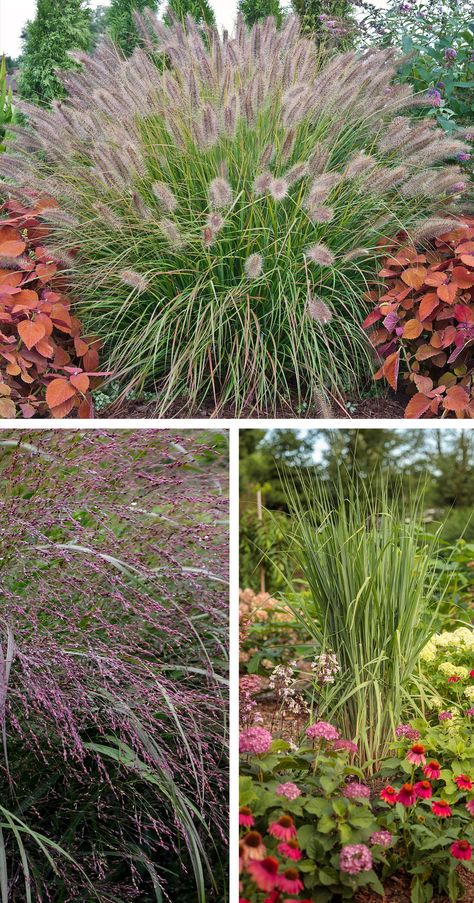 Ornamental grasses of the Prairie Winds collection add graceful texture and movement to your garden. These varieties thrive in full sun growing conditions and are proven deer resistant. Short Ornamental Grasses Full Sun, Deer Resistant Ornamental Grasses, Ornamental Grasses Full Sun, 8b Plants, Short Ornamental Grasses, Ornamental Grasses For Shade, Deer Resistant Landscaping, Full Sun Landscaping, Ornamental Grass Landscape