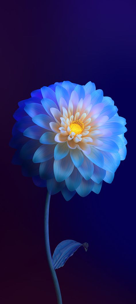 Dark Background, Blue Flower, Black Background, Wallpapers, Iphone, Yellow, Blue, Black