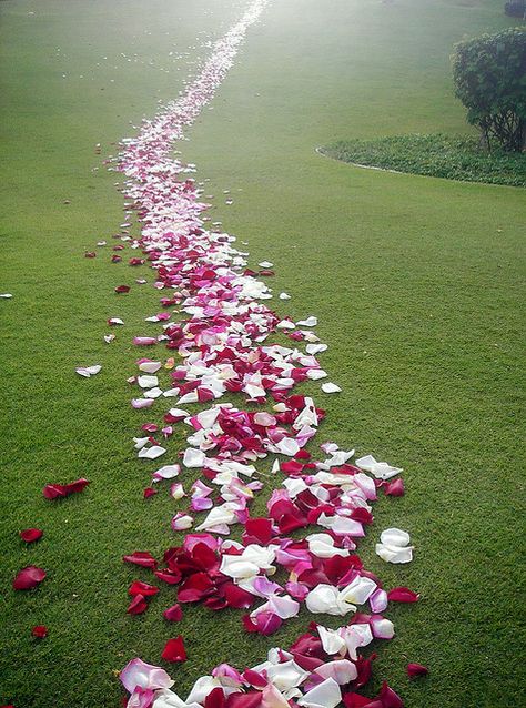 Petal Path, Maui, Hawaii Nature Iphone Wallpaper, Autumn Nature, May Flowers, Rumi, Rose Petals, Mobile Wallpaper, Android Wallpaper, Beautiful Flowers, Valentine's Day