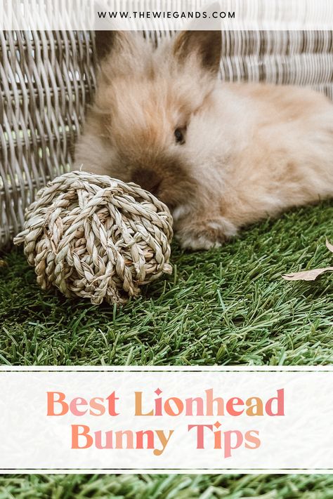 We love our lionhead bunny!! If you have been thinking about adding one to your family, but are unsure where to begin you have come to the right place. I am sharing our best tips for lionhead bunny care! Lion Head Rabbit Care, Lion Head Bunny, Lion Head Rabbit, Lion Main, Bunny Care Tips, Rabbit Hutch Plans, Lionhead Bunny, Bunny Home, Lionhead Rabbit