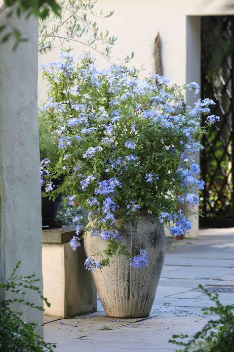 Plumbago In Pots, Plumbago Landscaping, Plumbago Plant, Cape Plumbago, White Picket Fence Ideas, Kitchen Courtyard, Courtyard Kitchen, Plumbago Auriculata, Picket Fence Ideas