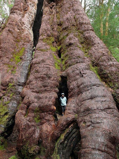 Tingle, Australia Weird Trees, Matka Natura, Giant Tree, Old Trees, Ancient Tree, Unique Trees, Big Tree, Tree Hugger, Nature Tree