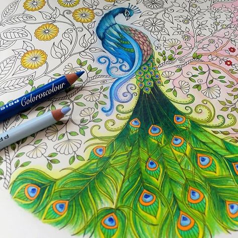 #peacock #peacockfeather #johannabasfordsecretgarden #johannabasford #secretgarden #coloring #colouring #coloringbook #enchantedforest #prismacolor #prismacolorpremier Johanna Basford Secret Garden Coloring Book, Secret Garden Coloring Book Finished, Peacock Paintings, Secret Garden Coloring, Chris Cheng, Child Draw, Peacock Coloring Pages, Basford Secret Garden, Johanna Basford Secret Garden