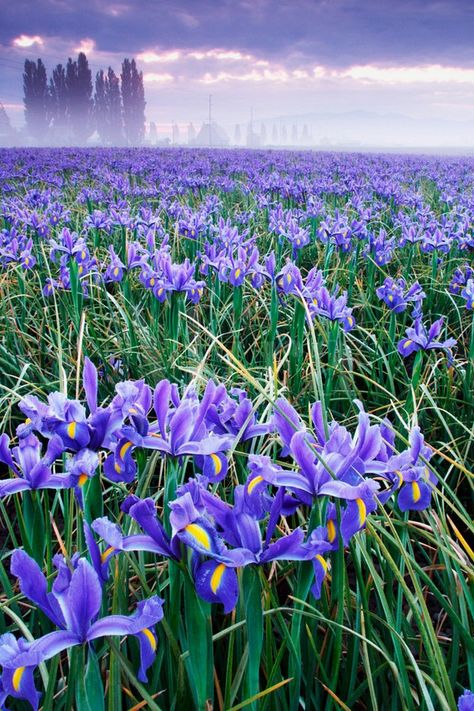 Field of blue iris on foggy morning, Mount Vernon, Skagit Valley, Skagit County, Washington, US Skagit Valley, Blue Iris, Foggy Morning, Mount Vernon, Iris Flowers, Flower Field, Love Flowers, Pretty Flowers, Nature Beauty