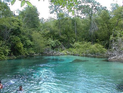 Lake City, FL : Springs at Ichetucknee State Park Lake City Florida, Usa Florida, Florida Springs, Need A Vacation, Sunshine State, Home Sweet Home, Lake City, Elementary School, State Park