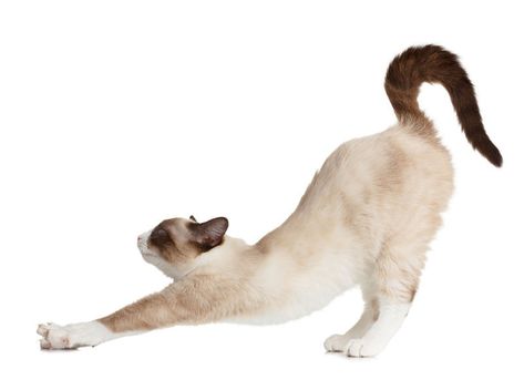 What is Pandiculation? - Somatic Movement Center Best Cat Breeds, Snowshoe Cat, Animal Movement, Cat Stretching, Cat Background, Cat Reference, Arte Van Gogh, Types Of Cats, Cat Pose