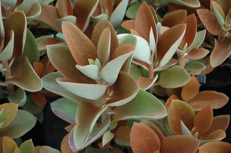 Kalanchoe Copper Spoons, Kalanchoe Varieties, Kalanchoe Luciae, Spiky Succulent Plant, Kalanchoe Panamensis, Evergreen Landscape, Cinnamon Color, Plant Guide, Growing Succulents