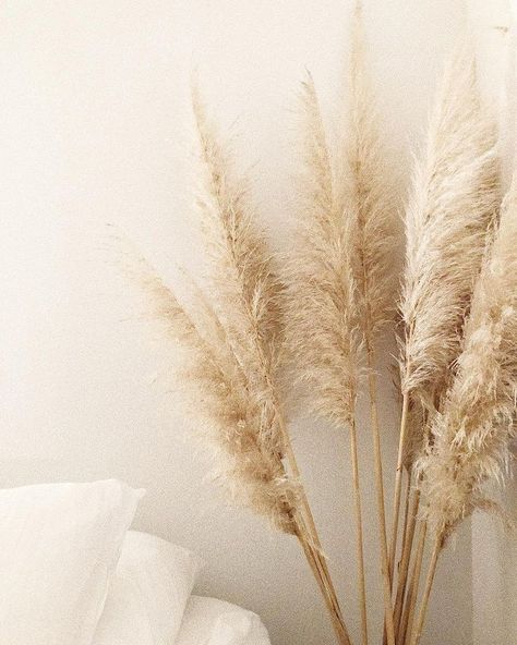 Pampas Wallpaper, Feng Shui Front Door, Plant Leaves Turning Yellow, Living Room Cleaning, Parker Palm Springs, Buy Plants Online, Dried Pampas, Caramel Latte, Dry Plants