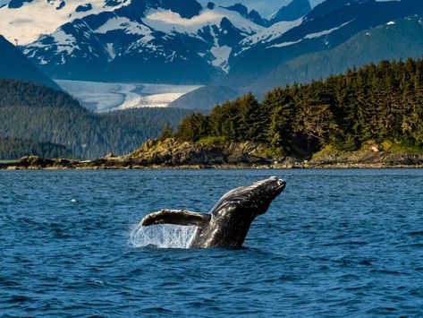 Alaska Whale Watching: Where to Go & Planning Tips | Travel Alaska Whale Watching Alaska, Whale Species, Kodiak Island, Travel Alaska, Gulf Of Alaska, Aleutian Islands, Kenai Fjords National Park, Ketchikan Alaska, Southwest Region