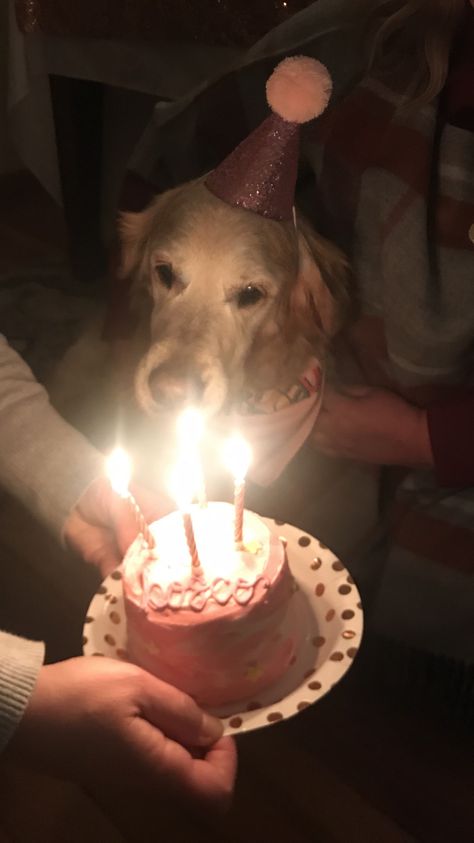 15yr old Golden Retriever Birthday Party Golden Retriever Birthday Party, Golden Retriever Birthday, Old Golden Retriever, Happy 15th Birthday, Melting Moments, Today Is My Birthday, It S My Birthday, Dog Birthday Party, Happy Times